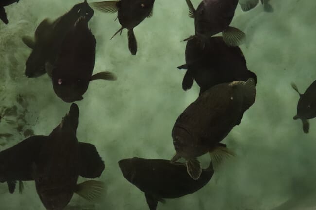 Moving closer to tripletail aquaculture