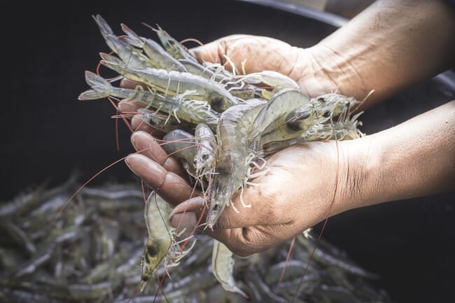 a handful of shrimp