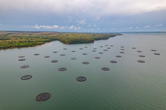 vista aérea de jaulas de peces