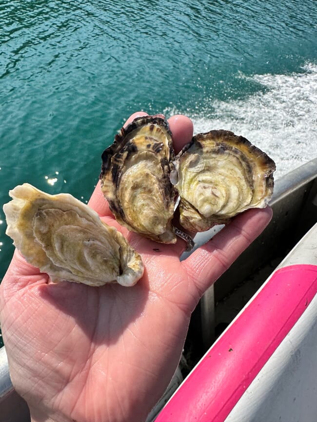 A hand holding three oysters