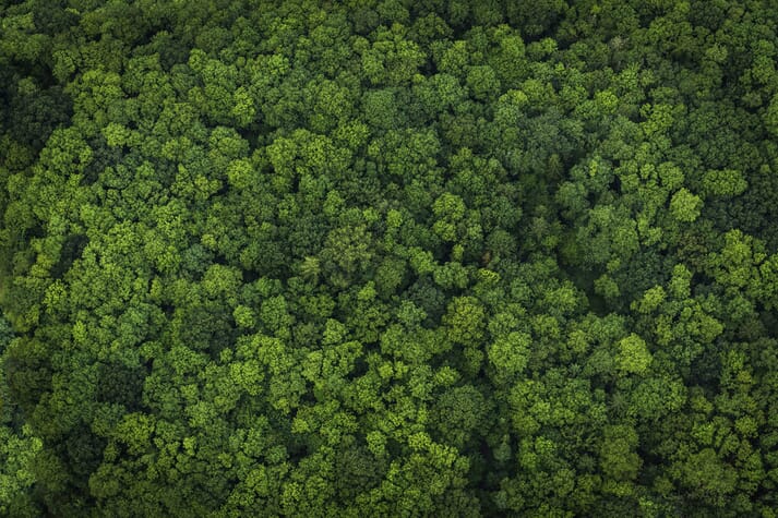 Mowi's pledge is good news for the Brazilian rainforest
