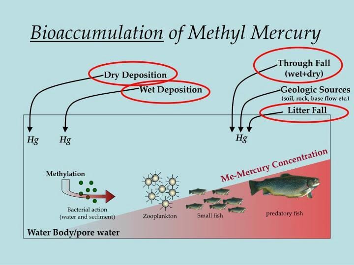 mercury poisoning effects