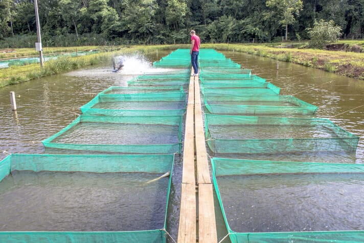 person walking along a fish pond with hapa nets