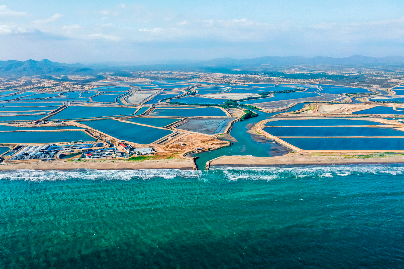 Aerial view of shrimp ponds.