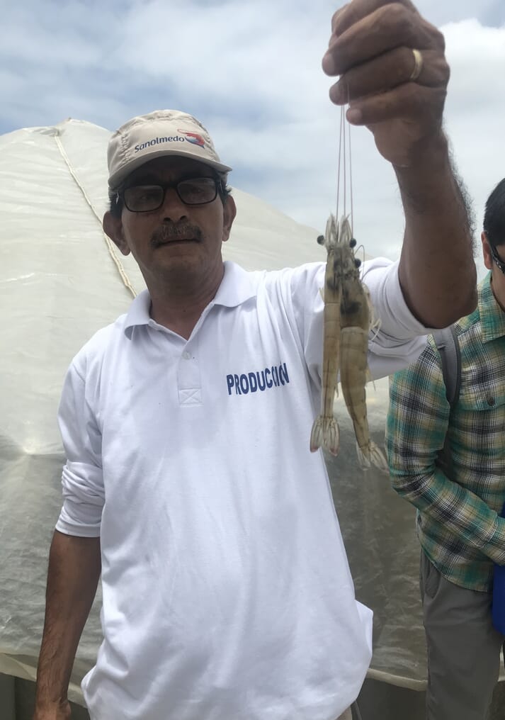 Ecuador is known for its relatively extensive shrimp production model