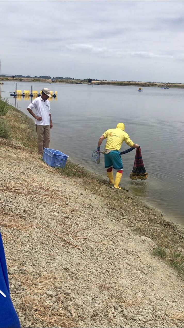 Two farmers netting shrimp on the bank of a pond