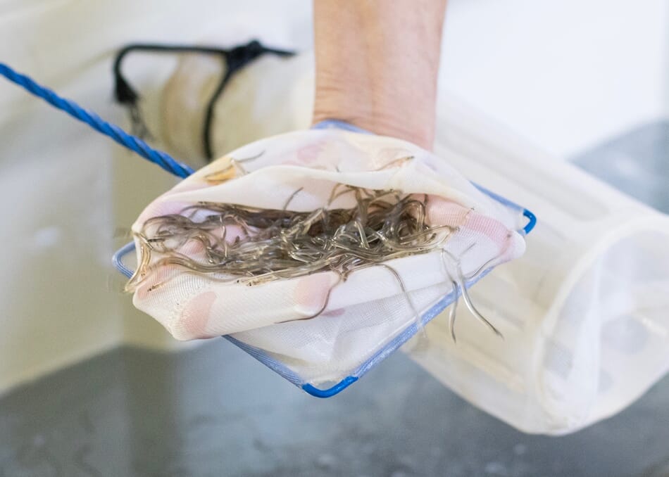 America’s eel RAS superstar The Fish Site