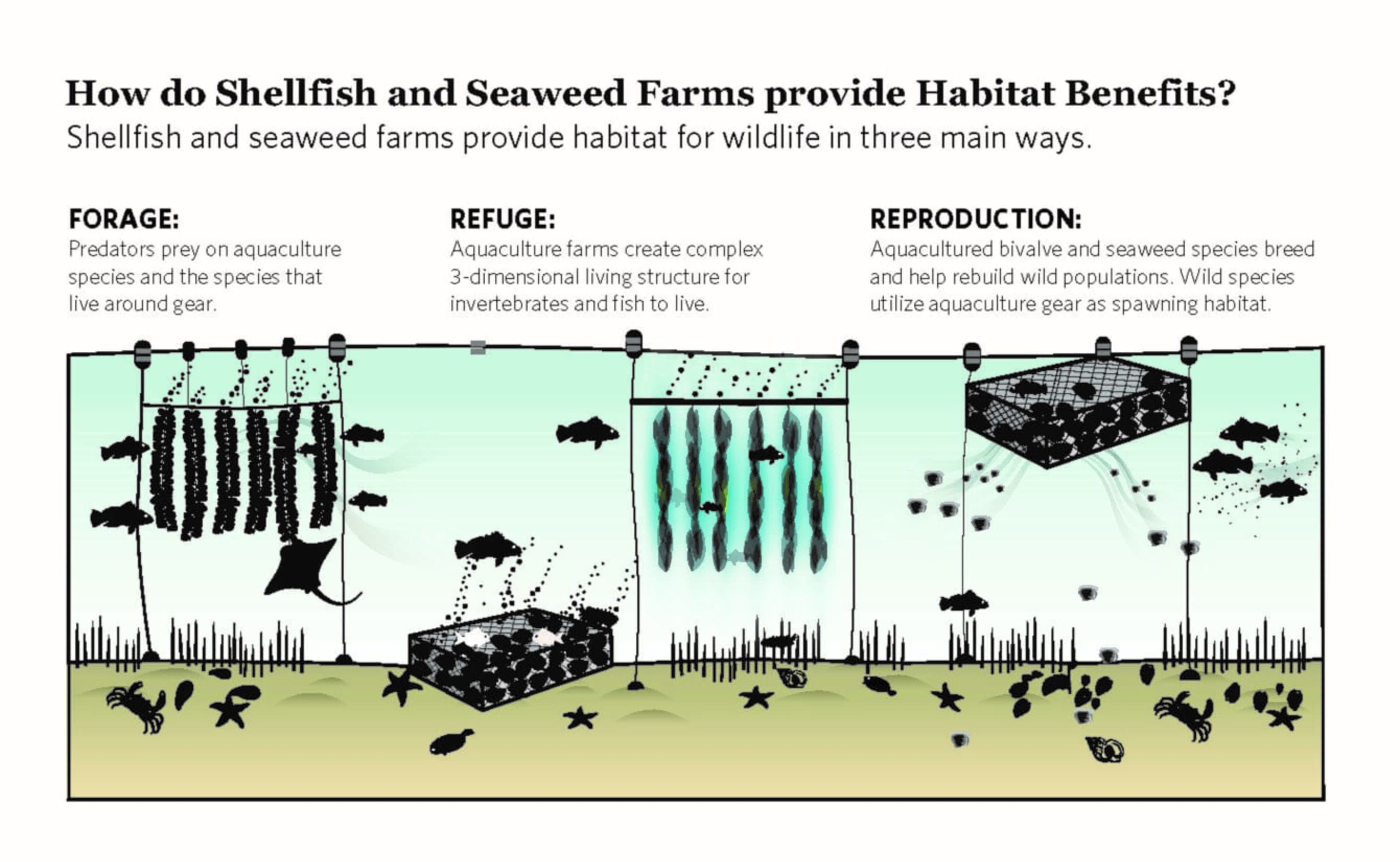 Restorative aquaculture shows we can have more habitat, and eat it too