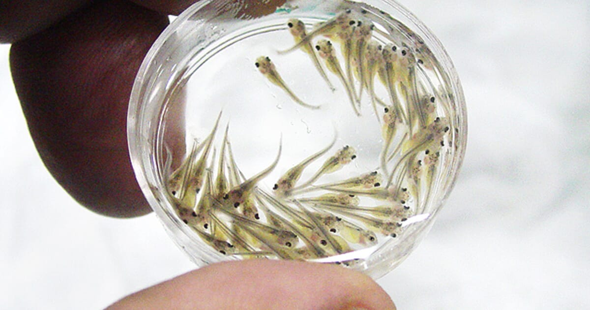 The pros and cons of crossbreeding and hybridisation in aquaculture | The  Fish Site
