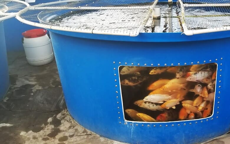 Women in aquaculture: Margie Saul | The Fish Site
