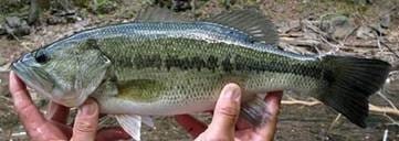 China is one of the largest producers of farmed largemouth bass