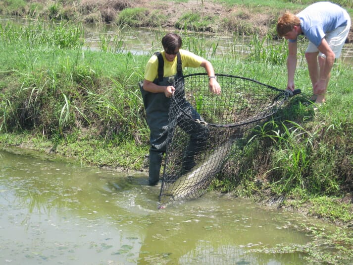 Capturing a mature alligator gar, for use as broodstock