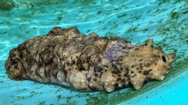A native Hawaiian sea cucumber in an aquaculture tank.