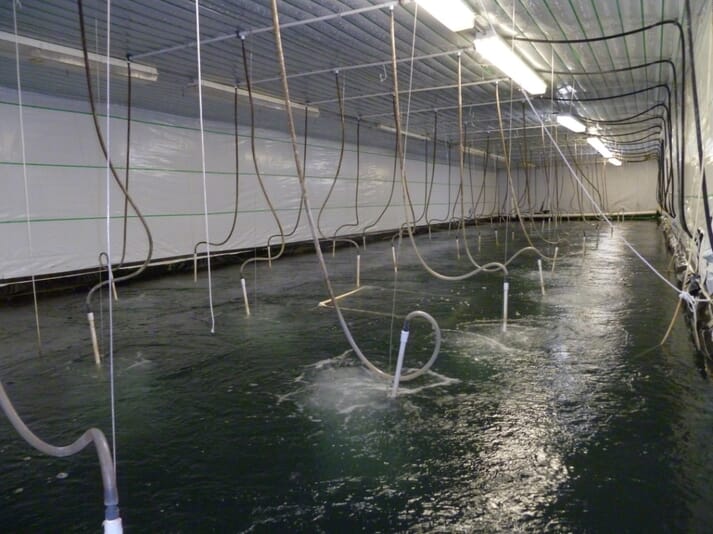 Grow-out tank at an indoor shrimp farm