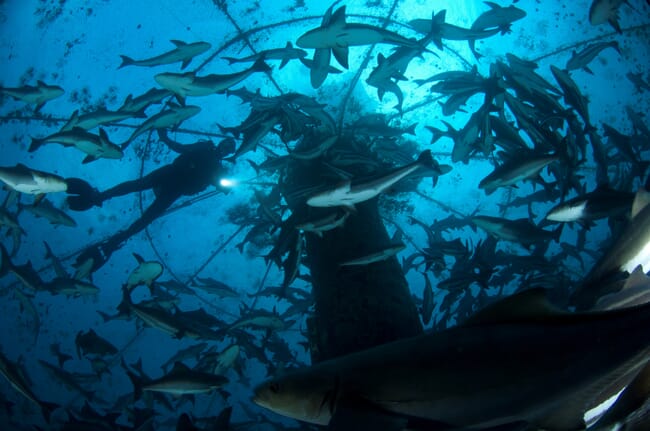 fish swimming in a submerged sea cage