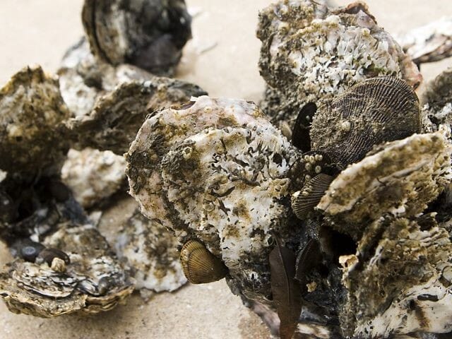 80 percent of the world's oyster reefs have vanished in the last 200 years