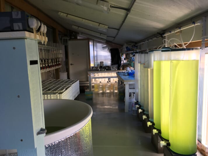 The Pacific Hybreed hatchery in Manchester, Washington