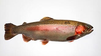 a rainbow trout