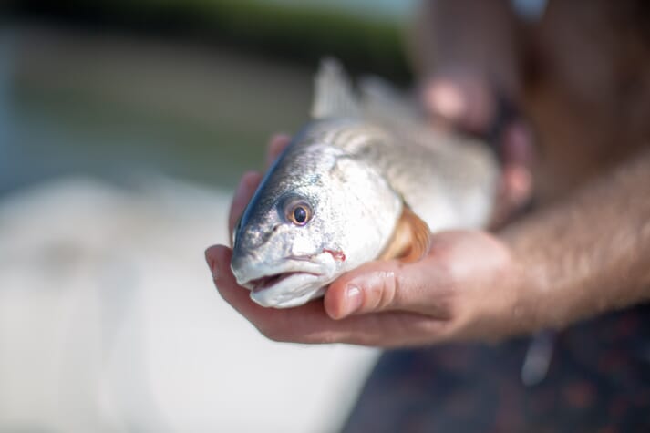 There are widespread stock enhancement programmes operating for red drum, widely known as redfish, in the southern US