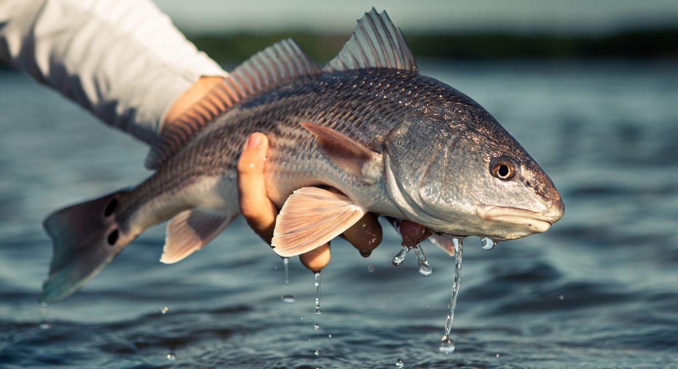 Hand holding fish out of water