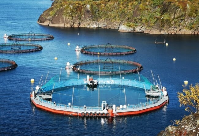 Semi-closed containment pen for salmon farming