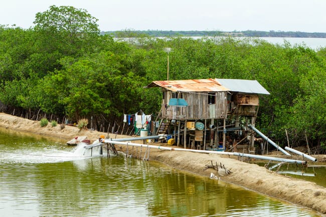 Shrimp farm