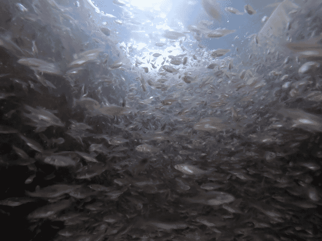 Un banco de peces bajo el agua