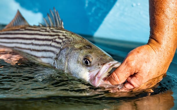 Why pacu could become a major freshwater aquaculture contender | The ...