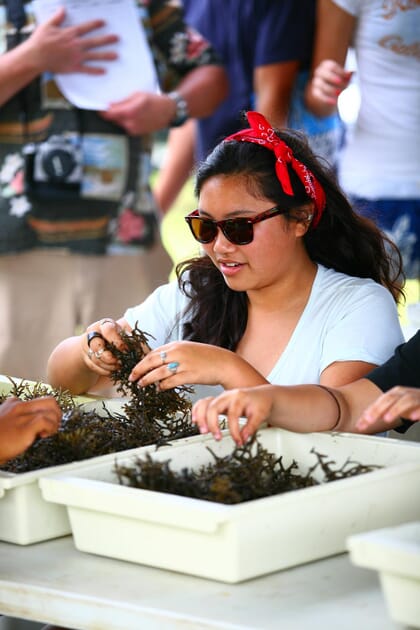 Young woman sorting through tray of seaweed