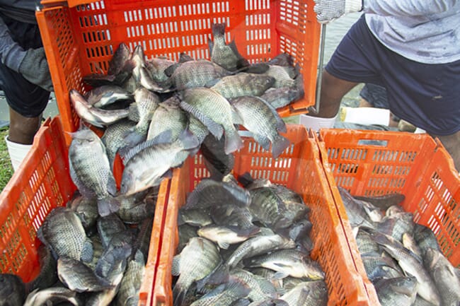 tilapia harvest