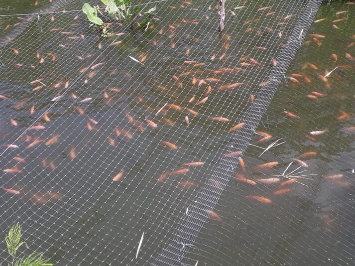 tilapia fingerlings in a pond
