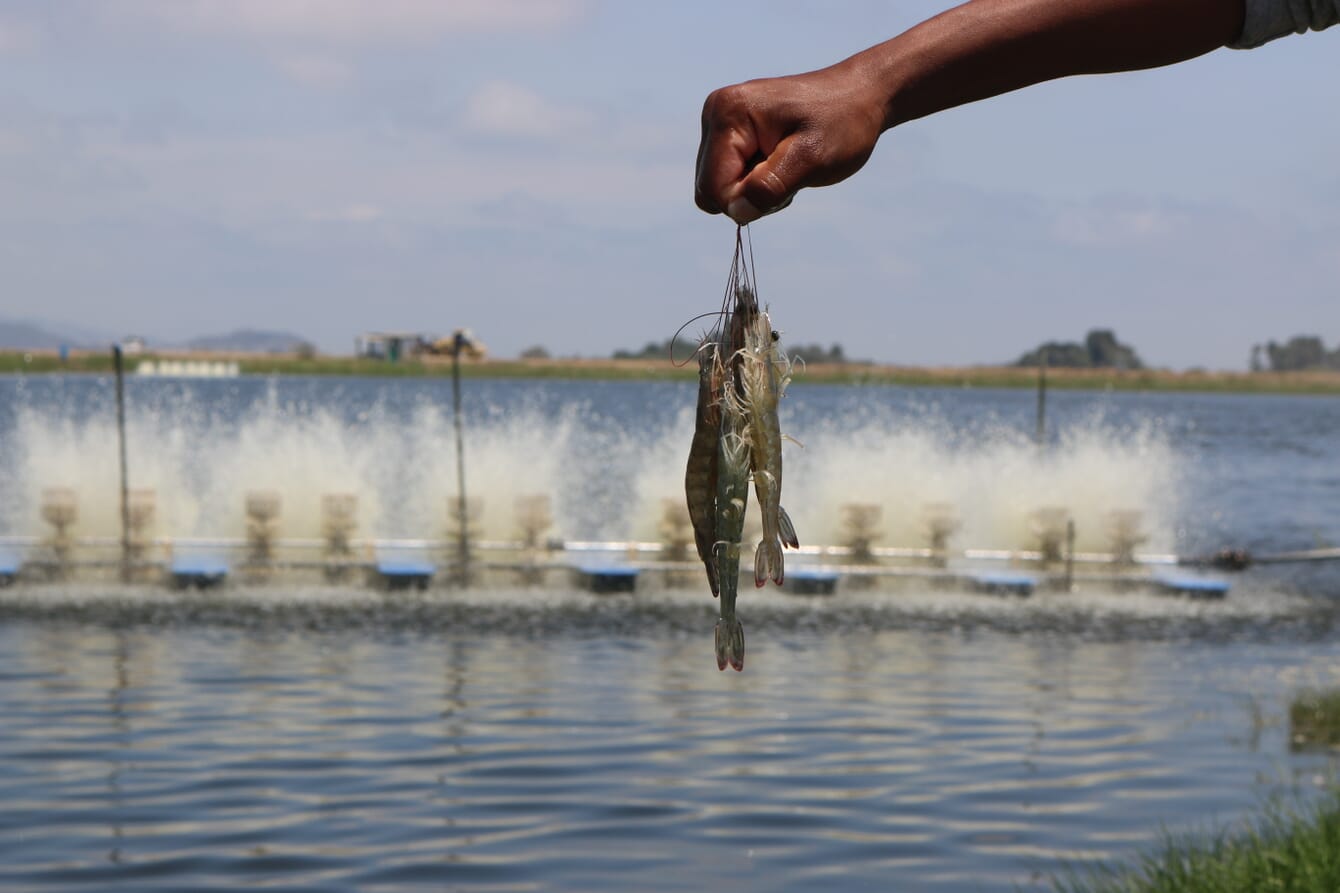 Vannamei shrimp in Ecuador.