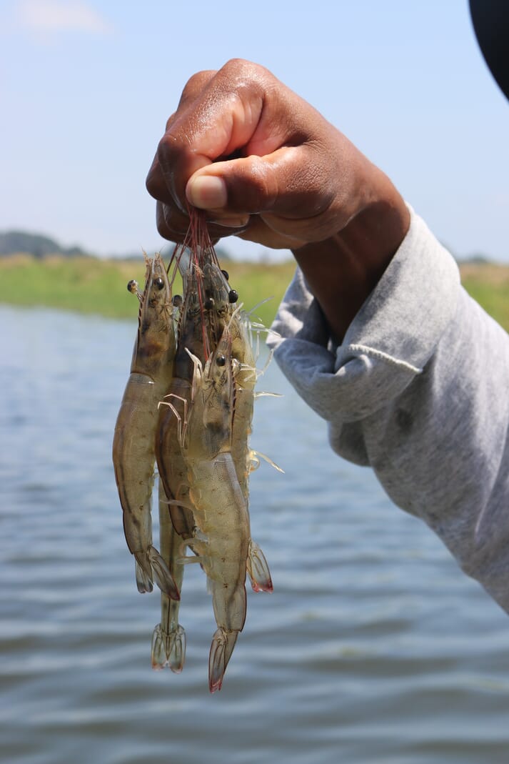 Person holding shrimp by their antenna above a pond