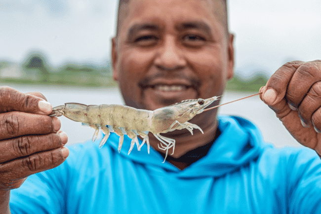 A man holding a shrimp by its tail and antennae.