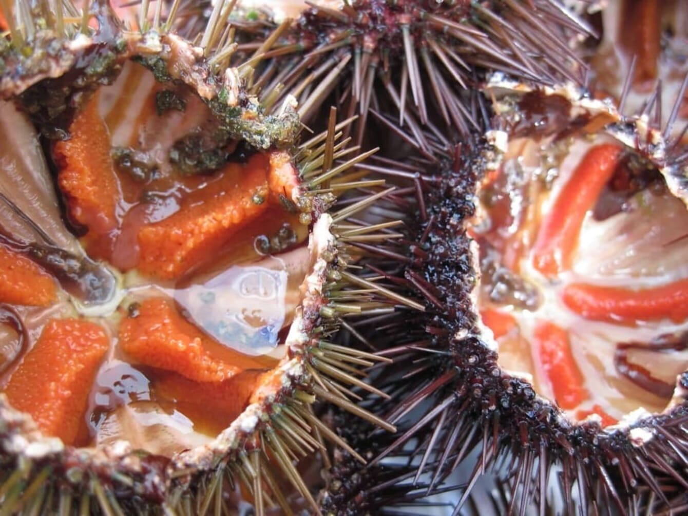 A close up photograph of an opened sea urchin with orange uni inside.