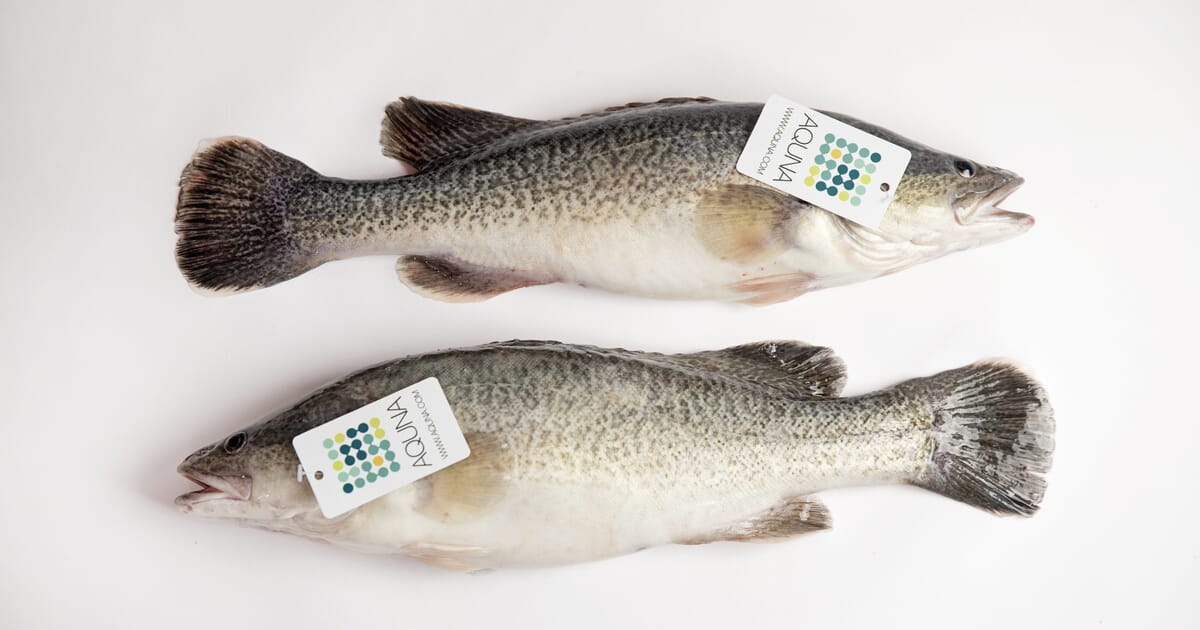 Murray Cod Australia lands 3-star certification | The Fish Site