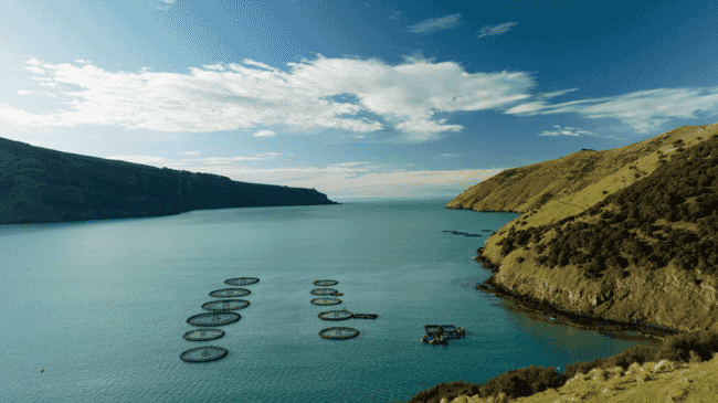 Aerial view of salmon pens near a grassy coastline.