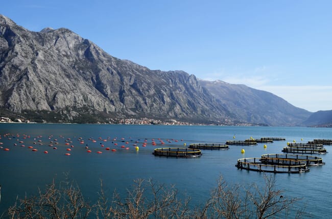 fish farm in Tasmania