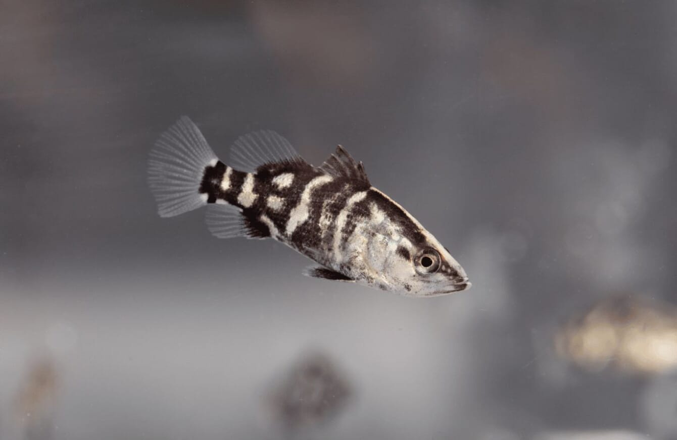 A stripped fish in a clear tank.