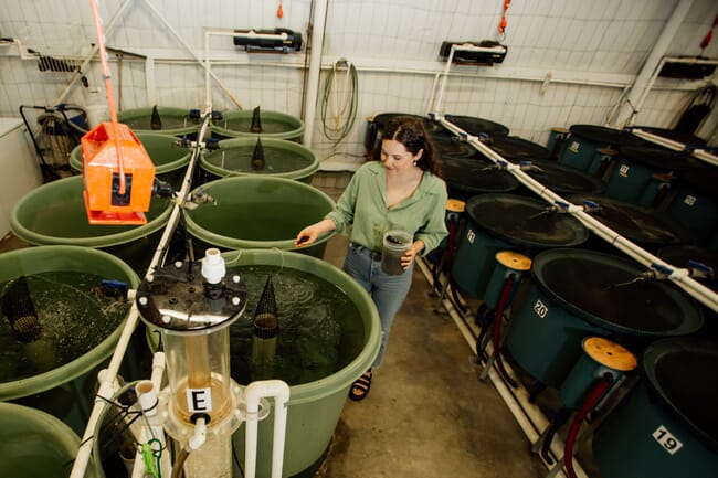 person putting aquafeed into indoor tanks