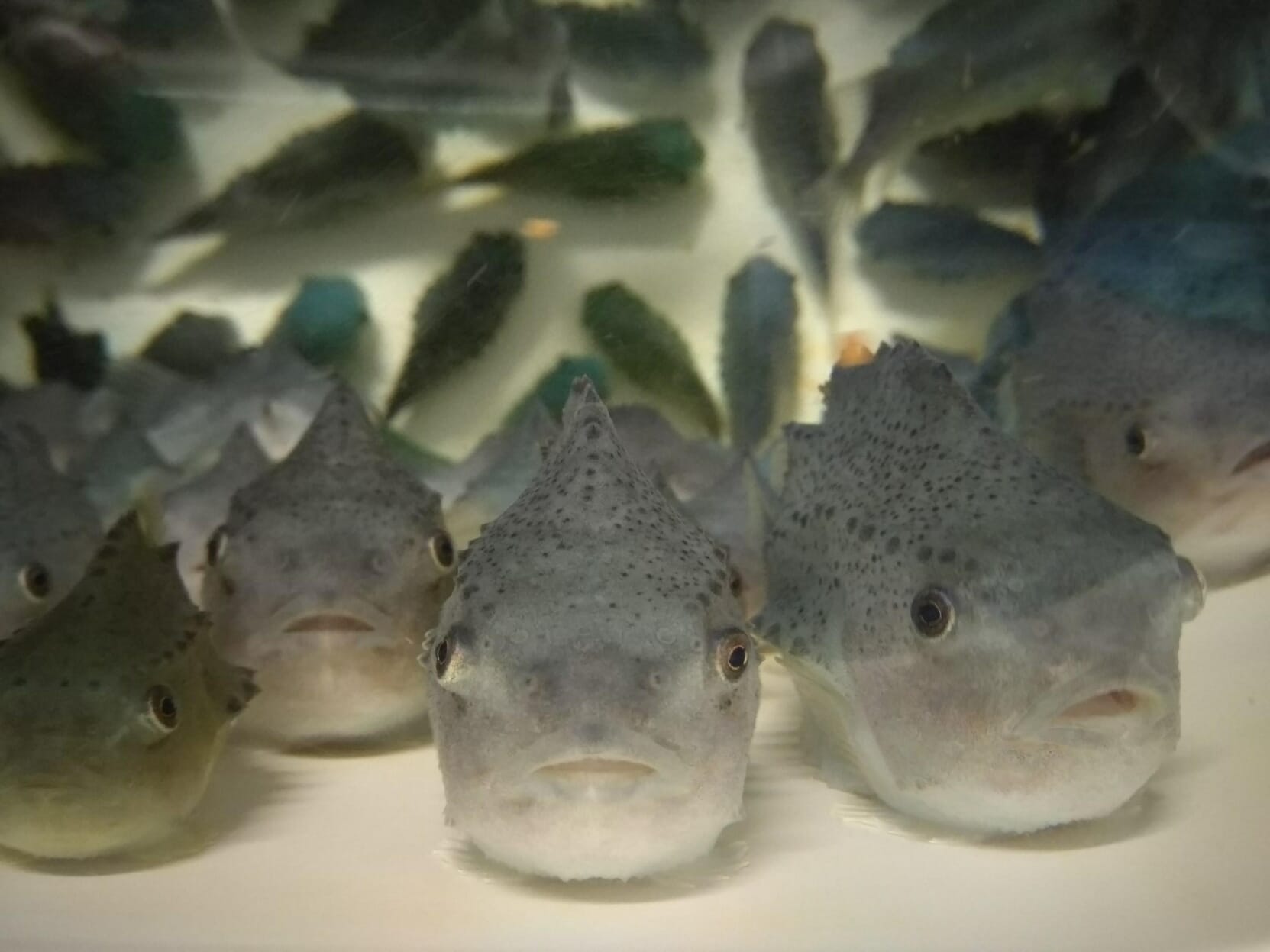 The rise and fall of cleaner fish: lessons for the salmon aquaculture industry