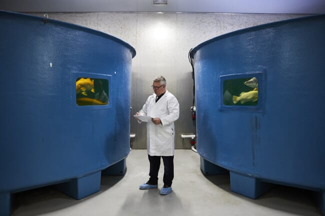 man with a clipboard examining fish in two large tanks
