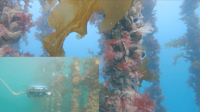 Mussel farm and a robot.
