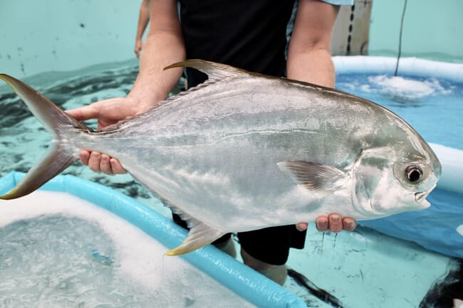 Pompano fish.