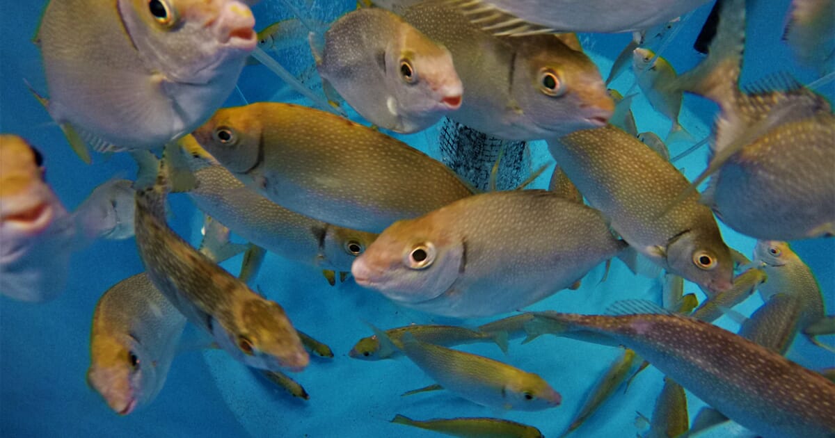 A greener blue revolution | The Fish Site