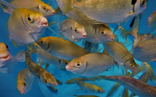 Rabbitfish | The Fish Site