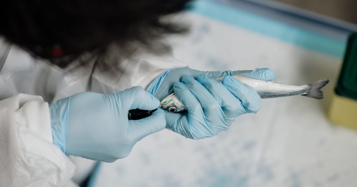 Onda to double down on Tenicibaculum research