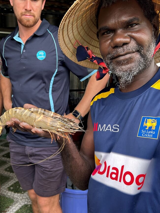 Farmer holding farmed tiger prawns