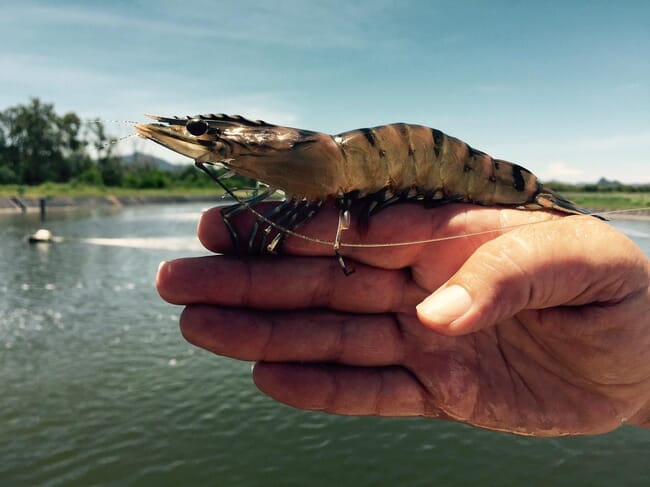 person holding a tiger prawn