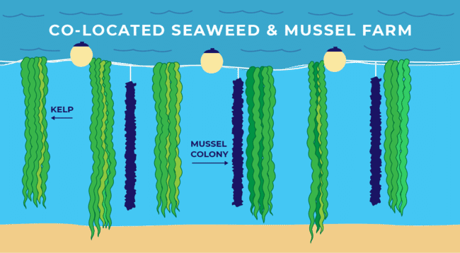 Illustration of mussel and seaweed farm